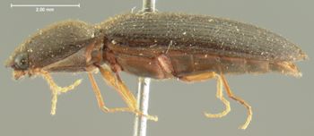 Media type: image;   Entomology 2553 Aspect: habitus lateral view